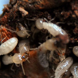 termite treatment